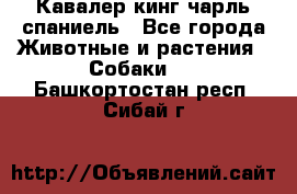 Кавалер кинг чарль спаниель - Все города Животные и растения » Собаки   . Башкортостан респ.,Сибай г.